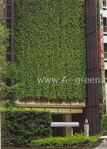 www.A--green.cn