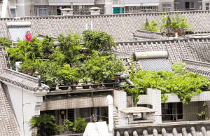 禅城区塔坡社区一住宅,不少户主在天台,阳台种上植物遮阳.